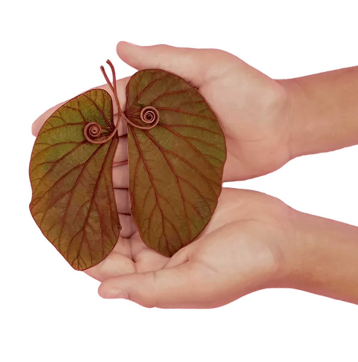 Lungs illustration
